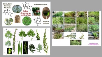 A Review of Research on Some Species of the Genus Artemisia